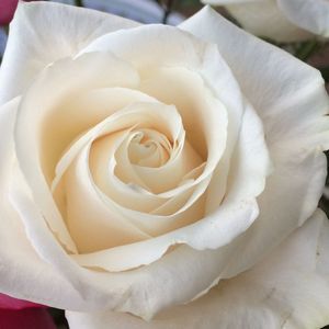 Meet your Posher, Bev